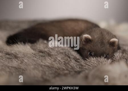 Furet bébé de cinq semaines posant pour le portrait sur la fourrure de lapin Banque D'Images