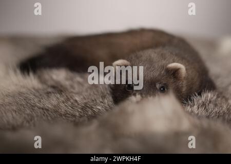 Furet bébé de cinq semaines posant pour le portrait sur la fourrure de lapin Banque D'Images