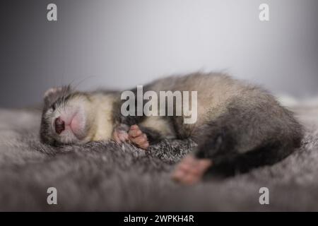 Furet bébé de cinq semaines posant pour le portrait sur la fourrure de lapin Banque D'Images