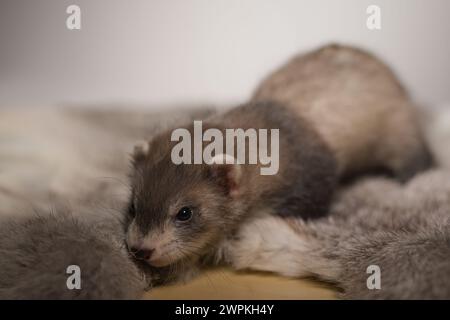 Furet bébé de cinq semaines posant pour le portrait sur la fourrure de lapin Banque D'Images