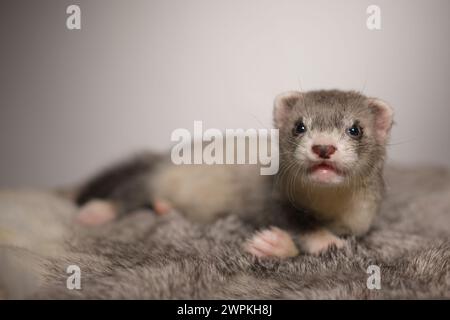 Furet bébé de cinq semaines posant pour le portrait sur la fourrure de lapin Banque D'Images