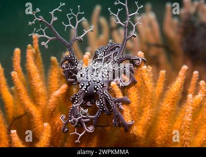 Une petite étoile de panier (Astrocladus euryale) assise sur un éventail de mer orange avec certains de ses bras tendus Banque D'Images