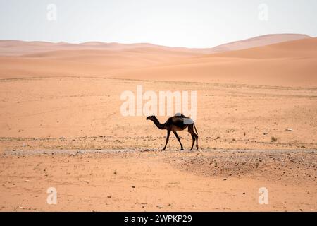 Chameau en rouge envoie de Riyad désert Arabie Saoudite Banque D'Images