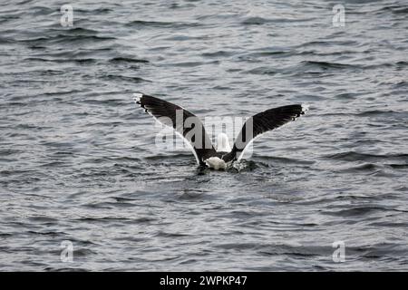 Grand mouette à dos noir, Larus marinus, se préparant à décoller de la mer. Banque D'Images