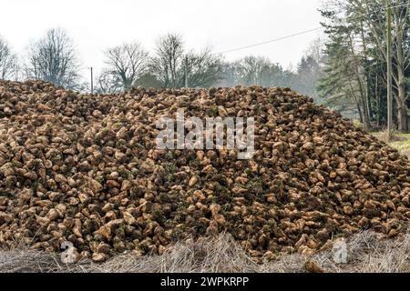 Un tas de betteraves sucrières récoltées, Beta vulgaris, au bord d'un champ dans le Norfolk. Banque D'Images