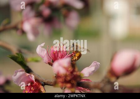 Une photo macro d'une abeille ramassant du nectar sur une fleur rose Banque D'Images