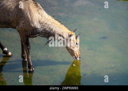 Célèbre antilope taureau bleu Neelgai trouvé au Rajasthan une vue commune à travers les villes de jaipur jodhpur et delhi pâturant sur l'herbe et l'eau potable Banque D'Images