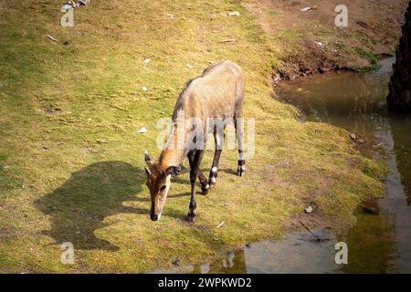 Célèbre antilope taureau bleu Neelgai trouvé au Rajasthan une vue commune à travers les villes de jaipur jodhpur et delhi pâturant sur l'herbe et l'eau potable Banque D'Images