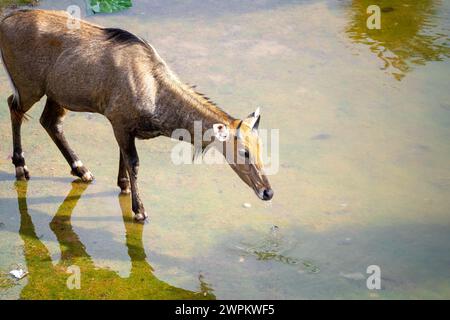 Célèbre antilope taureau bleu Neelgai trouvé au Rajasthan une vue commune à travers les villes de jaipur jodhpur et delhi pâturant sur l'herbe et l'eau potable Banque D'Images