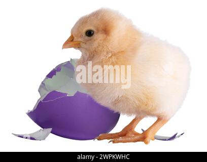 Oeufs violets cassés à côté d'un petit poulet Orpington buff isolé dans une image de studio. Banque D'Images