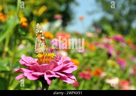 Gros plan de papillon sur la Zinnia à la prairie en été Banque D'Images