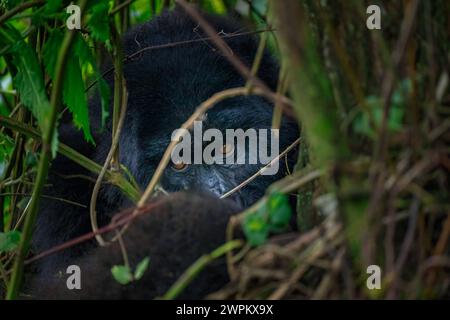 Un gorille de montagne, un membre de la famille Agasha dans les montagnes du Parc National des volcans, Rwanda, Afrique Copyright : SpencerxClark 1320-250 Banque D'Images