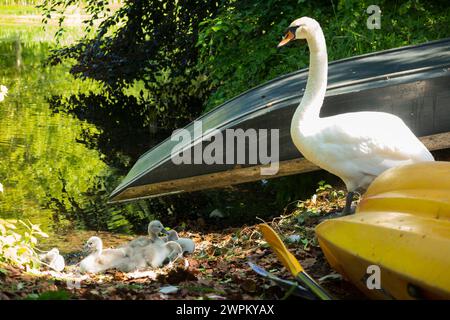 Beau cygne muet avec couvée de jeunes signet / bébés signets sur une rive de rivière avec bateau / bateaux renversé dans l'été anglais. ROYAUME-UNI. Jardins du château de Broughton. (134) Banque D'Images