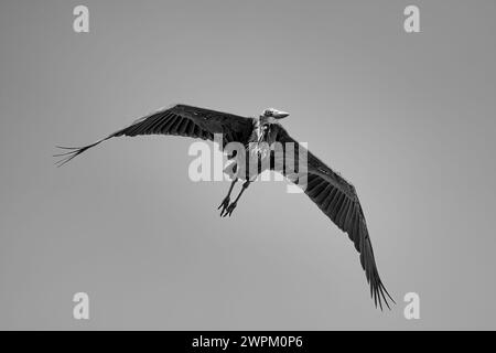 Une cigogne Marabou (Leptoptilos crumenifer) en vol au-dessus du Maasai Mara, Kenya, Afrique de l'est, Afrique Banque D'Images