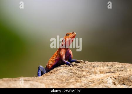 Un lézard à tête rouge (Agama agama) dans le Maasai Mara, Kenya, Afrique de l'est, Afrique Banque D'Images