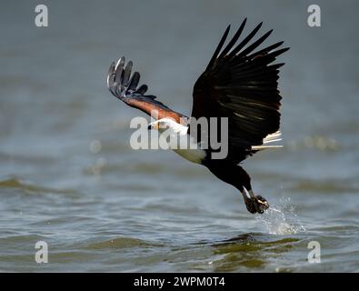 Un aigle poisson africain (Icthyophaga vocifer), ramassant un poisson hors de l'eau, Rwanda, Afrique Banque D'Images