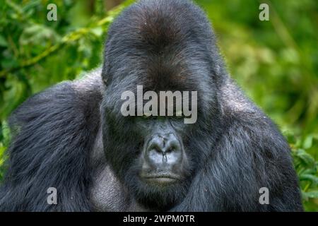 Un gorille de montagne Silverback, un membre de la famille Agasha dans les montagnes du Parc National des volcans, Rwanda, Afrique Banque D'Images