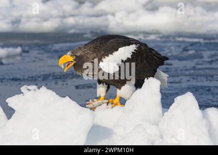 Aigle de mer de Steller (Haliaeetus pelagicus) adulte mangeant un poisson sur la glace de mer au large de Rausu, Hokkaido, Japon. Banque D'Images