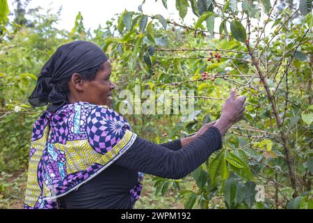 Récolte de grains de café dans le sud du Rwanda, Afrique Banque D'Images