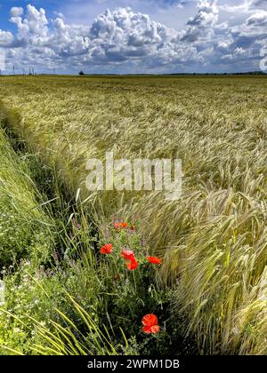 Coquelicots et champ sous un ciel nuageux en Eure, Normandie, France, Europe Banque D'Images
