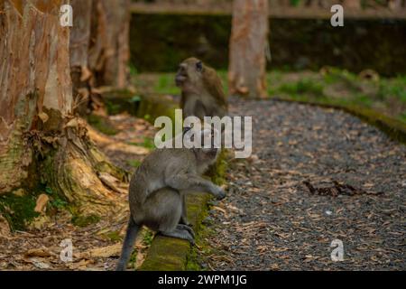 Vue de Maurice Cynomolgus Monkey (macaque mangeur de crabe), Savanne District, Maurice, Océan Indien, Afrique Banque D'Images