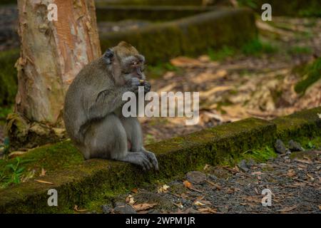 Vue de Maurice Cynomolgus Monkey (macaque mangeur de crabe), Savanne District, Maurice, Océan Indien, Afrique Banque D'Images