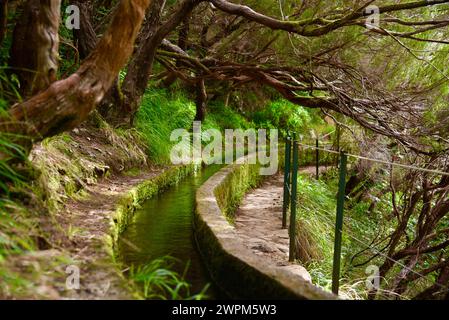 Canal agricole sinueux, levada, avec de l'eau coulant le long d'un sentier de randonnée à l'intérieur des forêts verdoyantes de laurisilva (lauriers), Madère, Portugal Banque D'Images