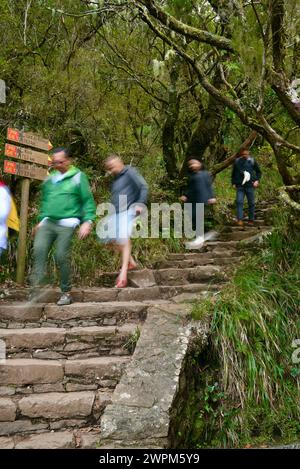 Un groupe de randonneurs montant et descendant des marches de pierre le long des sentiers de randonnée à diverses promenades levada à travers laurisilva dans la région de Rabacal, Madère, Portugal Banque D'Images