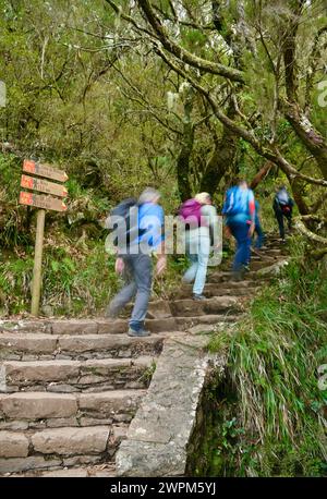 Un groupe de randonneurs montant et descendant des marches de pierre le long des sentiers de randonnée à diverses promenades levada à travers laurisilva dans la région de Rabacal, Madère, Portugal Banque D'Images
