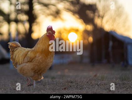 Soleil se levant à l'horizon derrière un rooster de poulet Orpington buff en liberté sur un pâturage en Caroline du Nord. Banque D'Images
