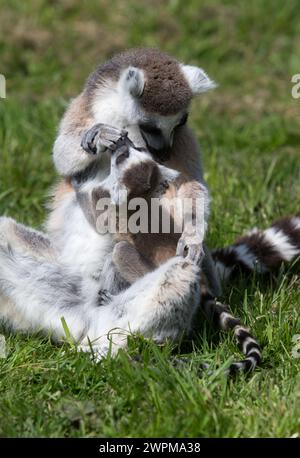 16/05/16 'Time to Give You a wash Little One' trois bébés lémuriens à queue annulaire ont commencé des leçons d'escalade pour la première fois aujourd'hui. Les bébés de quatre semaines, Banque D'Images