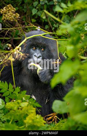 Un gorille de montagne, un membre de la famille Agasha dans les montagnes du Parc National des volcans, Rwanda, Afrique Copyright : SpencerxClark 1320-278 Banque D'Images