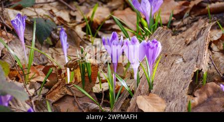 fleurs de crocus violettes précoces qui fleurissent dans la forêt. gros plan sur l'environnement naturel. fond de carte de voeux des vacances de printemps Banque D'Images