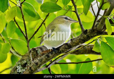 Red Eyed Vireo vireo olivaceus, un petit oiseau chanteur commun à travers les Amériques, Bermudes, Atlantique Nord, Amérique du Nord Copyright : BarryxDavis 1358-31 Banque D'Images