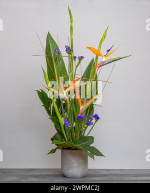 Strelitzia fleurit avec des feuilles dans un pot en béton, accentuées par des feuilles d'aralia et d'Areca, et des fleurs de statice violettes. Banque D'Images