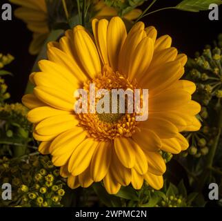 Gros plan d'une gerbera jaune dans un arrangement floral. Banque D'Images