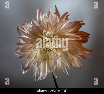 Dahlia rose pâle sur fond gris. Banque D'Images