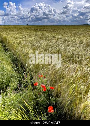 Coquelicots et champ sous un ciel nuageux dans l'Eure, Normandie, France, Europe Copyright : Godong 809-8970 Banque D'Images