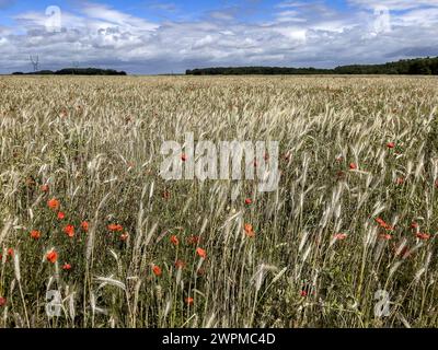 Champ de blé avec des pavots dans l'Eure, Normandie, France, Europe Copyright : Godong 809-8964 Banque D'Images