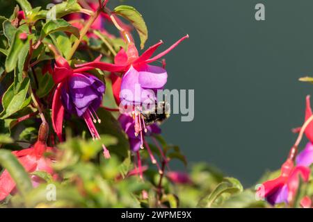 Une abeille sur une fleur de Fuchsia colorée en plein soleil. Banque D'Images