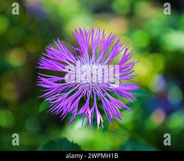 Un gros plan de la tête de fleur d'une plante Perse Cornflower ou Cornflower blanchi à la chaux (Psephellus dealbatus), Angleterre, Royaume-Uni Banque D'Images