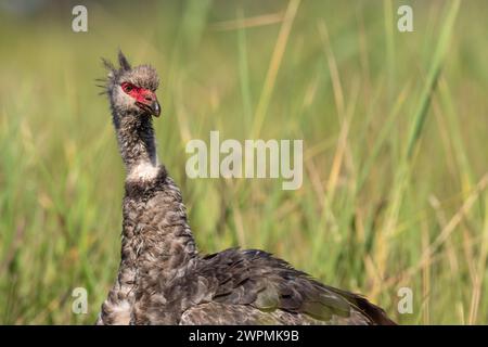 Gros plan d'un Screamer du Sud regardant la caméra debout dans les prairies du Pantanal au Brésil Banque D'Images