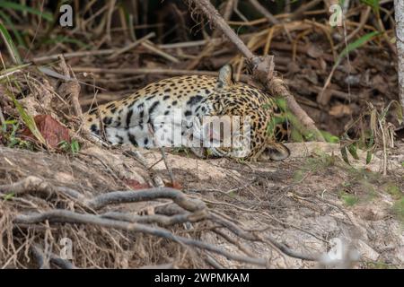 Jaguar dormant les yeux fermés sur une rive, marécages brésiliens, Pantanal, Brésil Banque D'Images