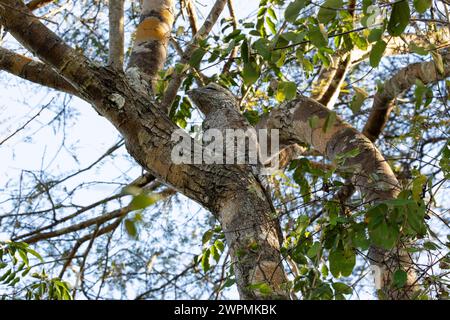 Grand Pottoo avec camouflage parfait perché sur un tronc d'arbre dans le Pantanal au Brésil Banque D'Images