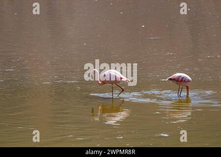 Rose Flamingo dans l'étang brun debout et se nourrissant dans la région andine typique Banque D'Images