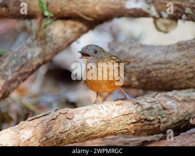 Streaked Wren Babbler Napothera brevicaudata Di Lin, Vietnam BI039607 Banque D'Images