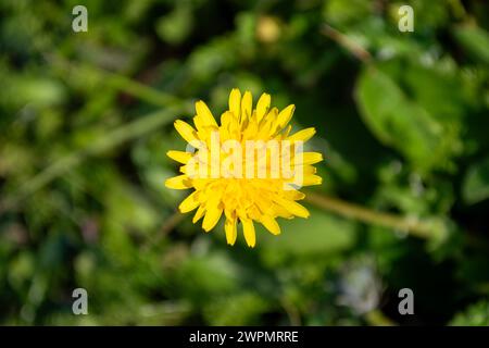 Fleur de pissenlit ou chicorée amère Banque D'Images