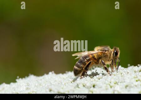 Gros plan d'une fleur d'agapanthus blanche pollinisatrice d'abeilles. Banque D'Images