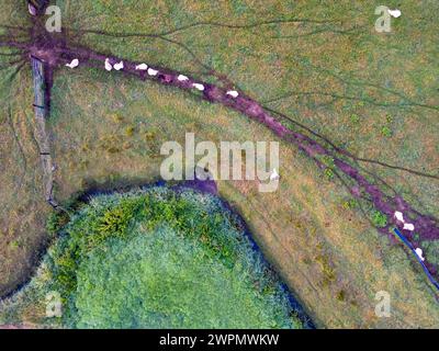 Dans ce tir aérien, les vaches forment une procession linéaire le long d'un sentier distinct dans un champ. Sur la gauche, une clôture borde les terres agricoles. Près du bord inférieur de l'image, un petit étang bordé de buissons offre une source d'eau naturelle. Les différentes nuances de vert suggèrent diverses herbes et plantes. Le cadre pastoral évoque le rythme de la vie agricole, où le bétail suit des chemins bien parcourus. Vaches le long d'un sentier de campagne. Photo de haute qualité Banque D'Images