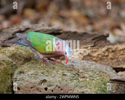 Emerald Ground Dove Chalcopaps indica Da Lat, Vietnam BI039829 Banque D'Images